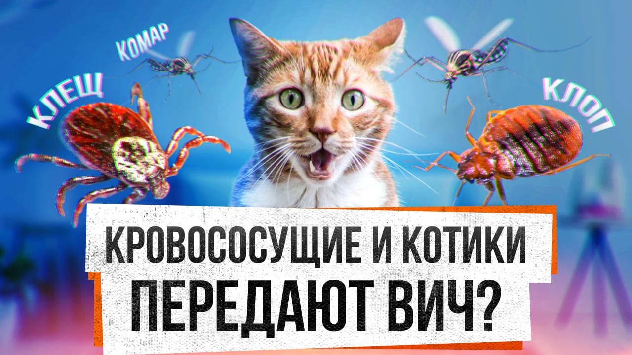 Мифы о ВИЧ