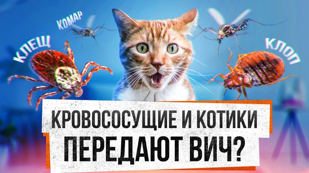 Мифы о ВИЧ.